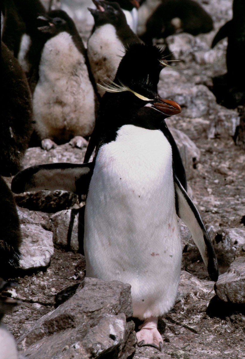 Southern Rockhopper Penguin (Eastern) - Fabio Olmos