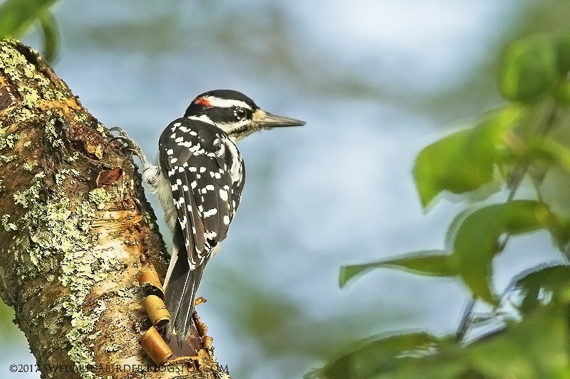 Hairy Woodpecker - ML69013791