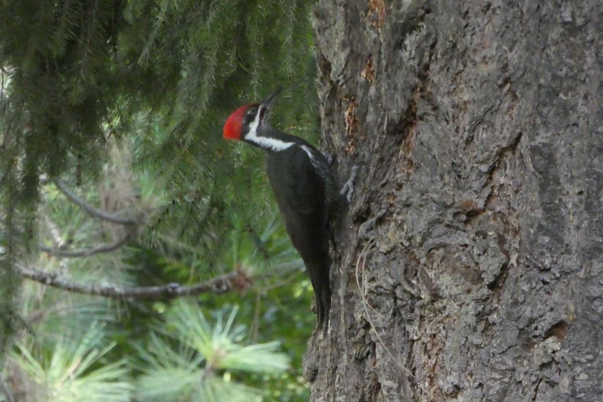 Pileated Woodpecker - Rick MacDonald