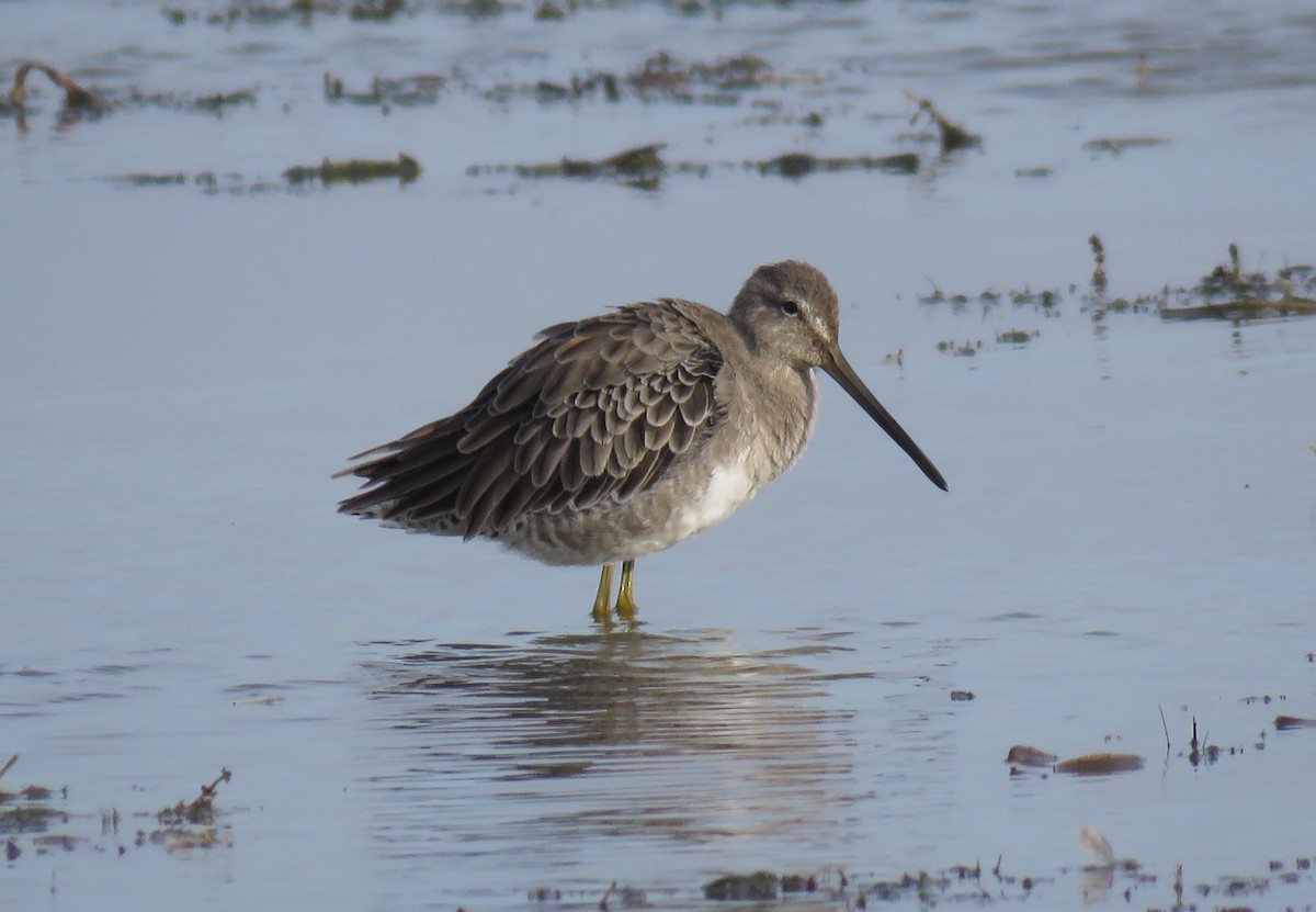 Long-billed Dowitcher - ML69014941