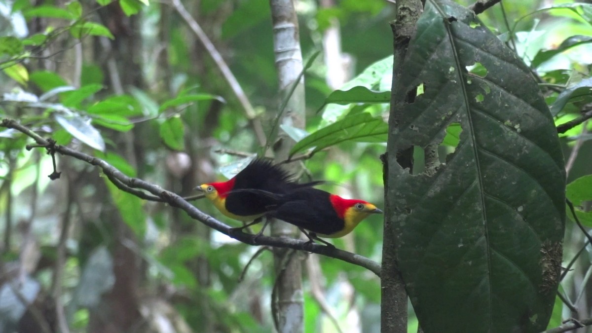 Wire-tailed Manakin - Tim Forrester