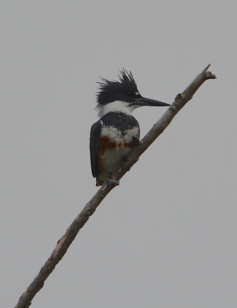 Belted Kingfisher - ML69016581