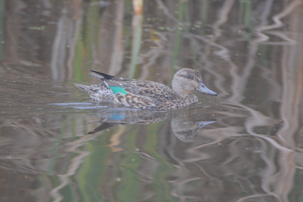 Green-winged Teal - ML69016771
