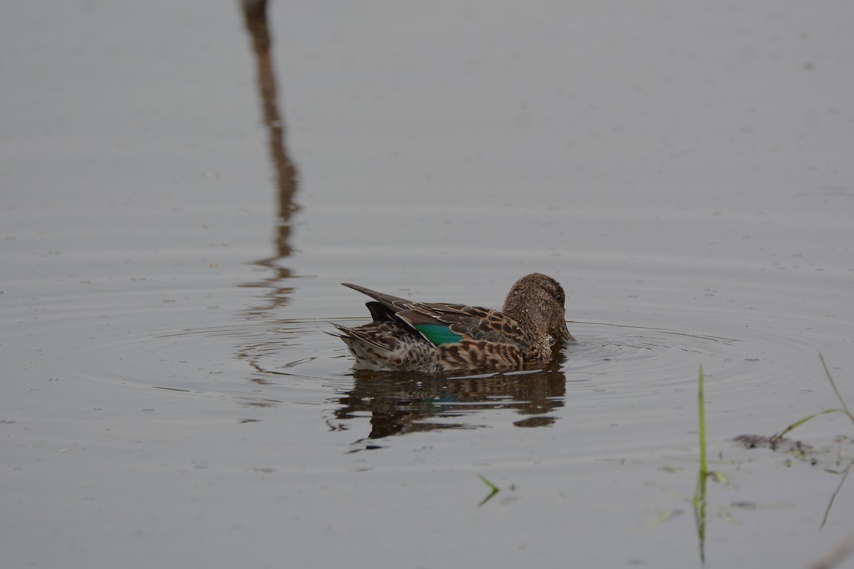 Green-winged Teal - ML69016981