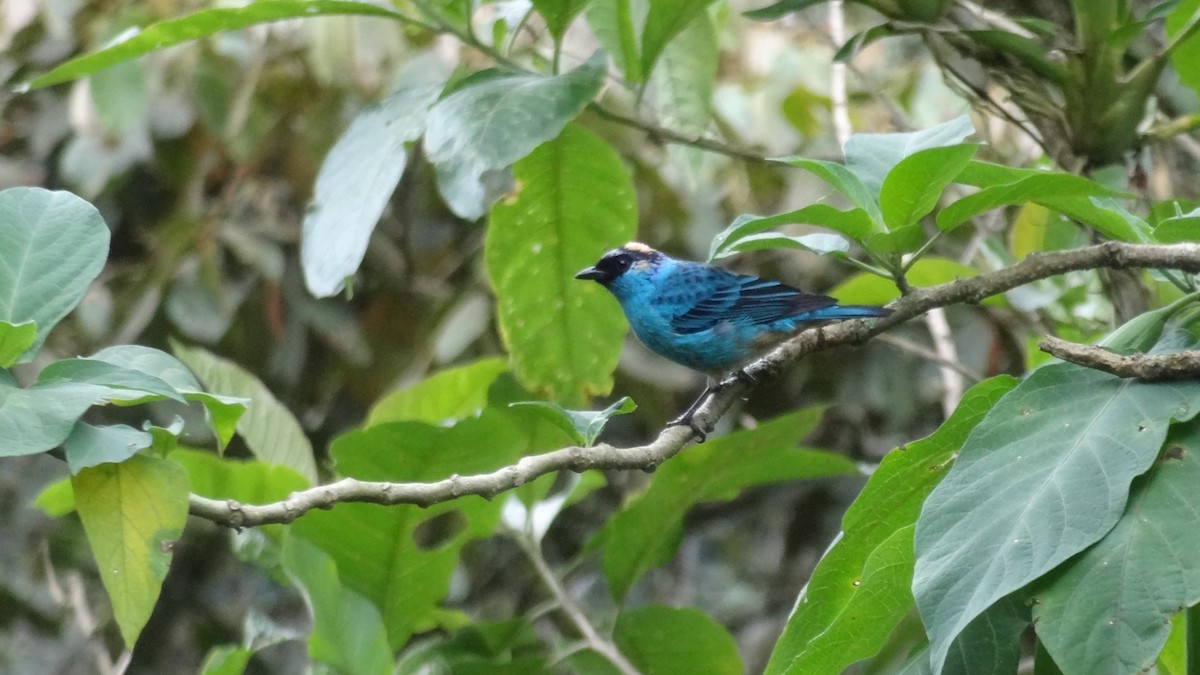 Golden-naped Tanager - ML69017331