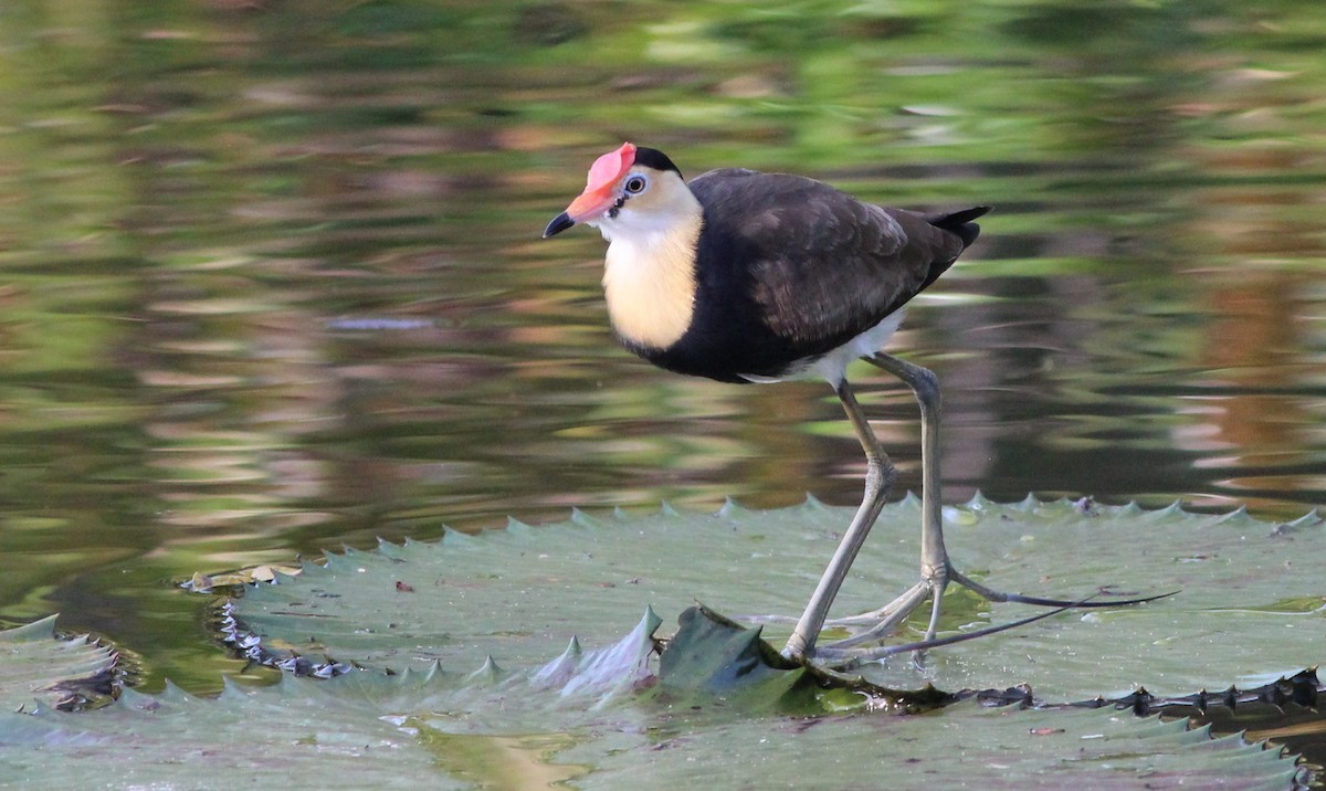 Comb-crested Jacana - Gary Leavens
