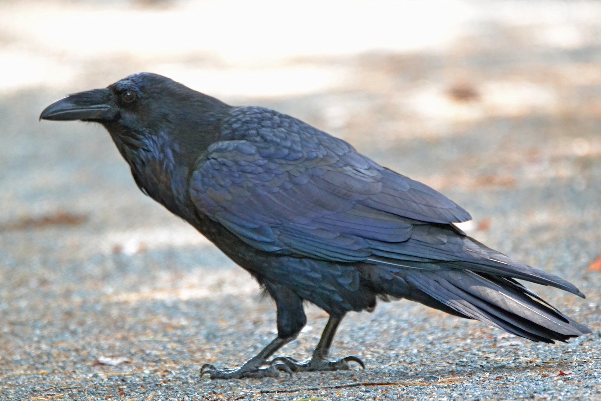 Common Raven - ML69023691