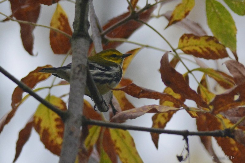 Black-throated Green Warbler - Julie Tremblay (Pointe-Claire)