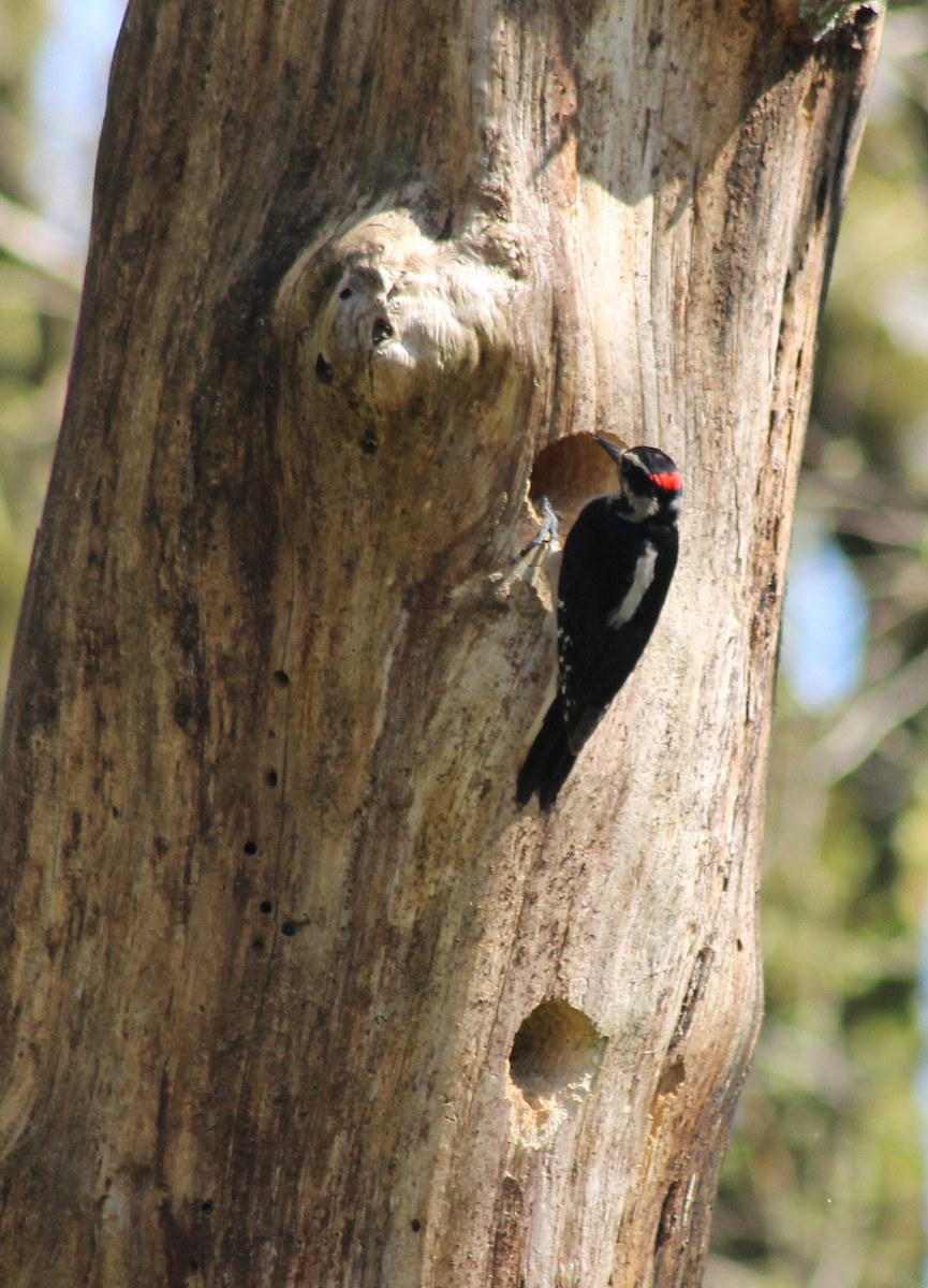 Hairy Woodpecker (Pacific) - Jon. Anderson