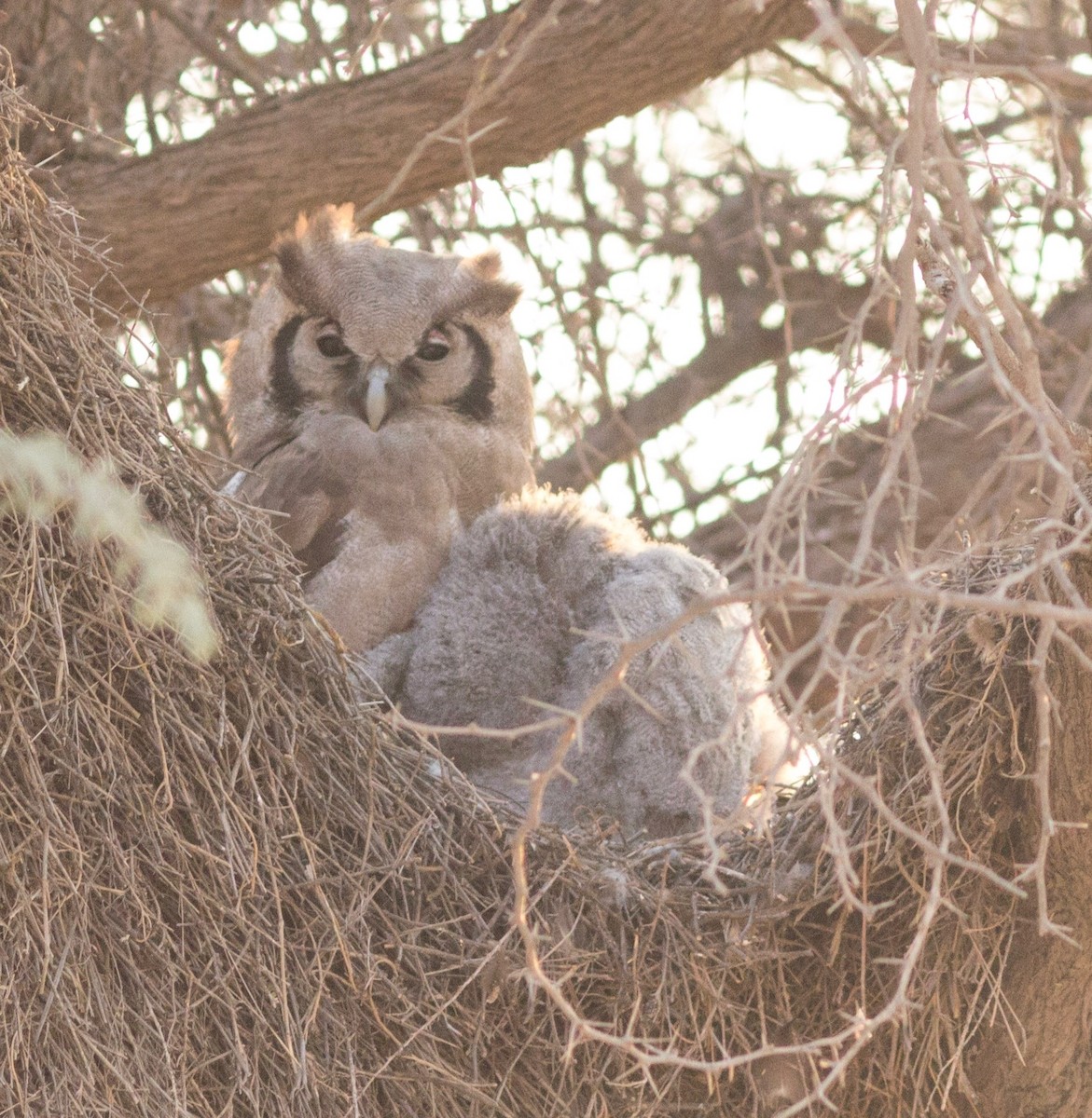 Verreaux's Eagle-Owl - Richard and Margaret Alcorn