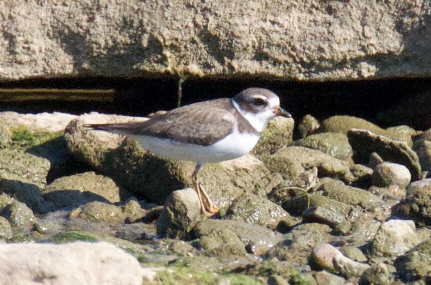 Semipalmated Plover - ML69035081