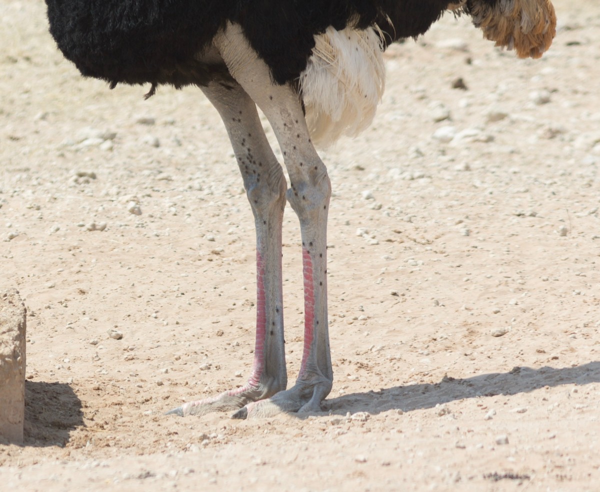 Common Ostrich - Richard and Margaret Alcorn