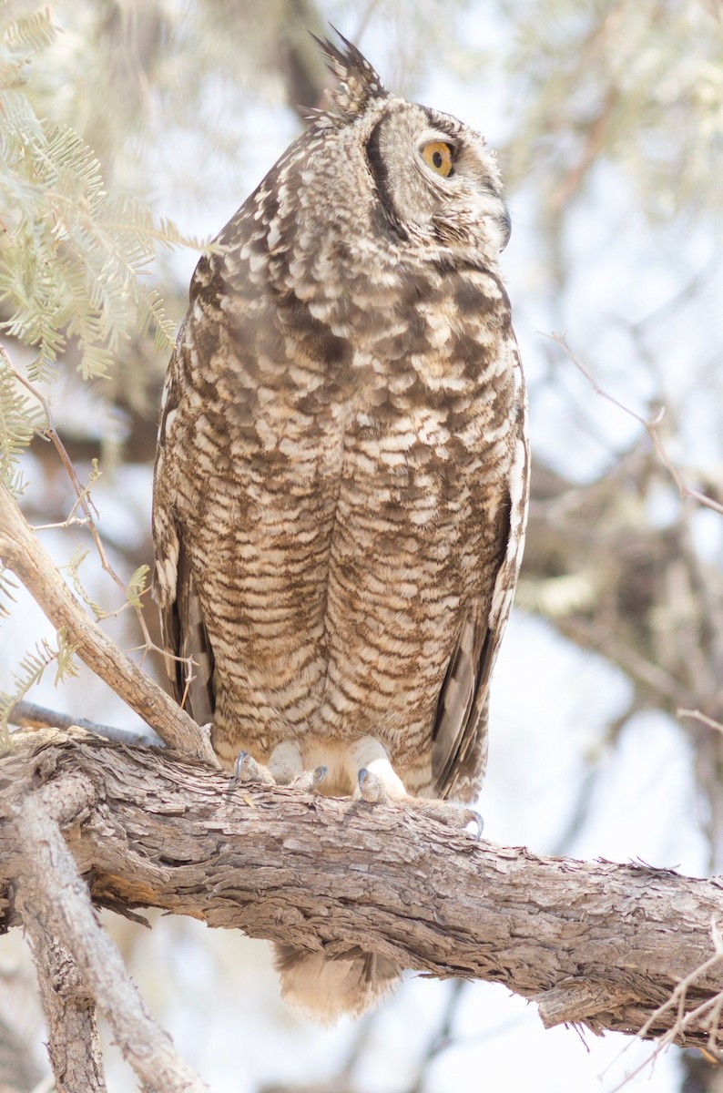 Spotted Eagle-Owl - Richard and Margaret Alcorn