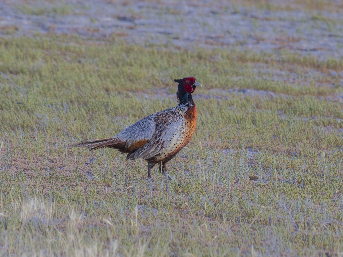 Ring-necked Pheasant - Geoff Hill