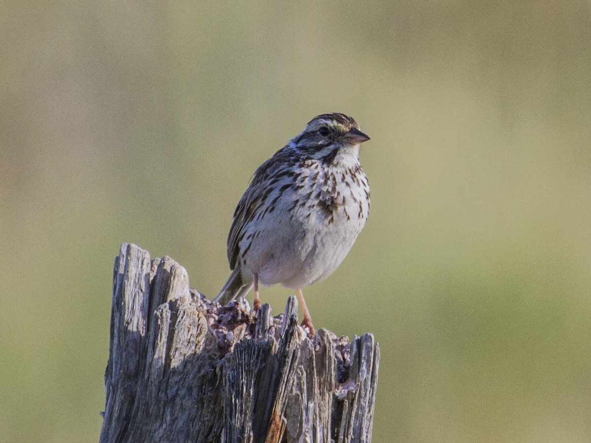 Savannah Sparrow - ML69037251