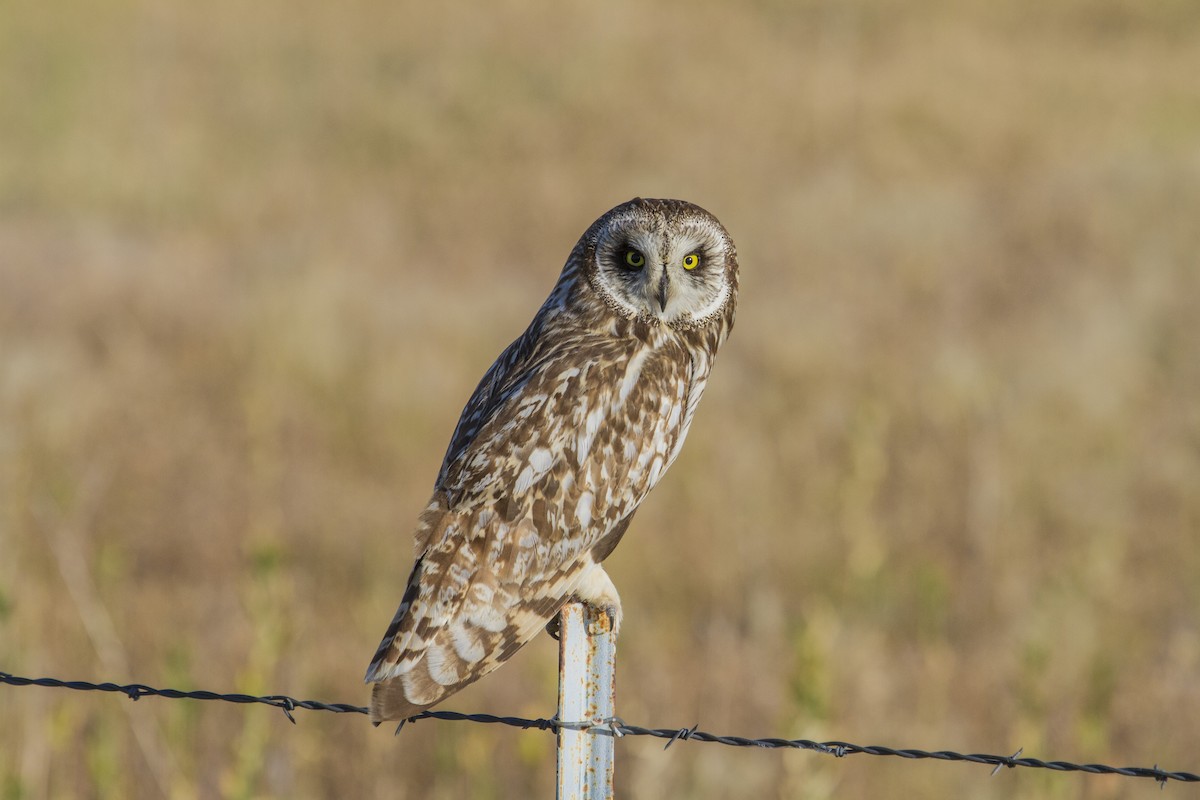 Short-eared Owl - Geoff Hill