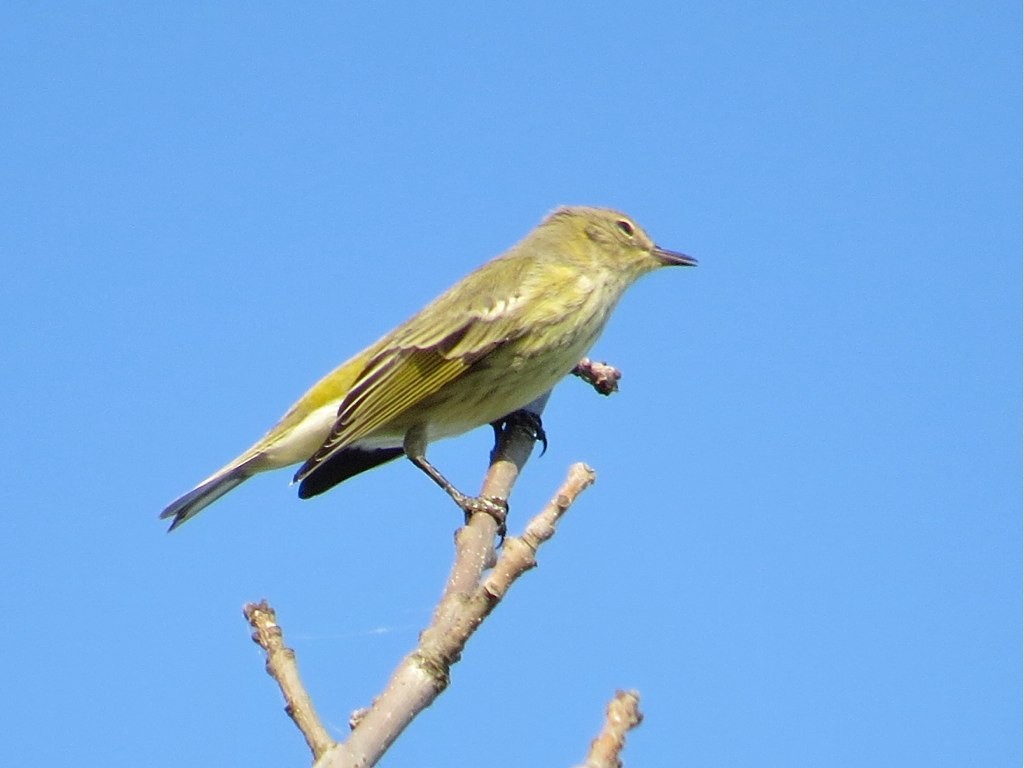 Cape May Warbler - ML69037711