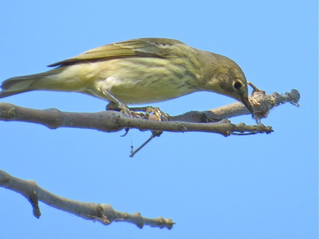 Cape May Warbler - ML69037721