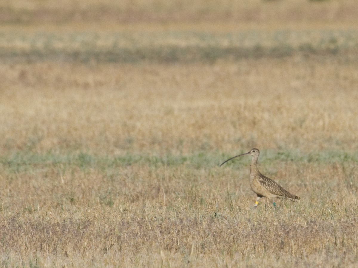 Long-billed Curlew - ML69038061