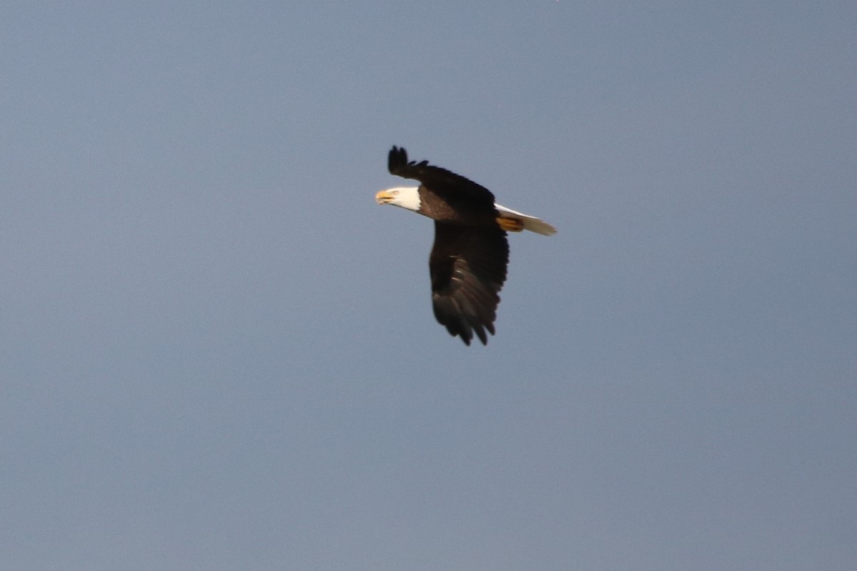 Bald Eagle - Petra Del Monte