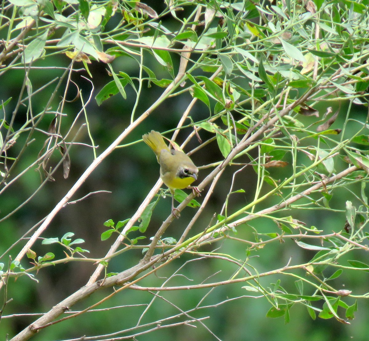 Common Yellowthroat - Albert Ribes
