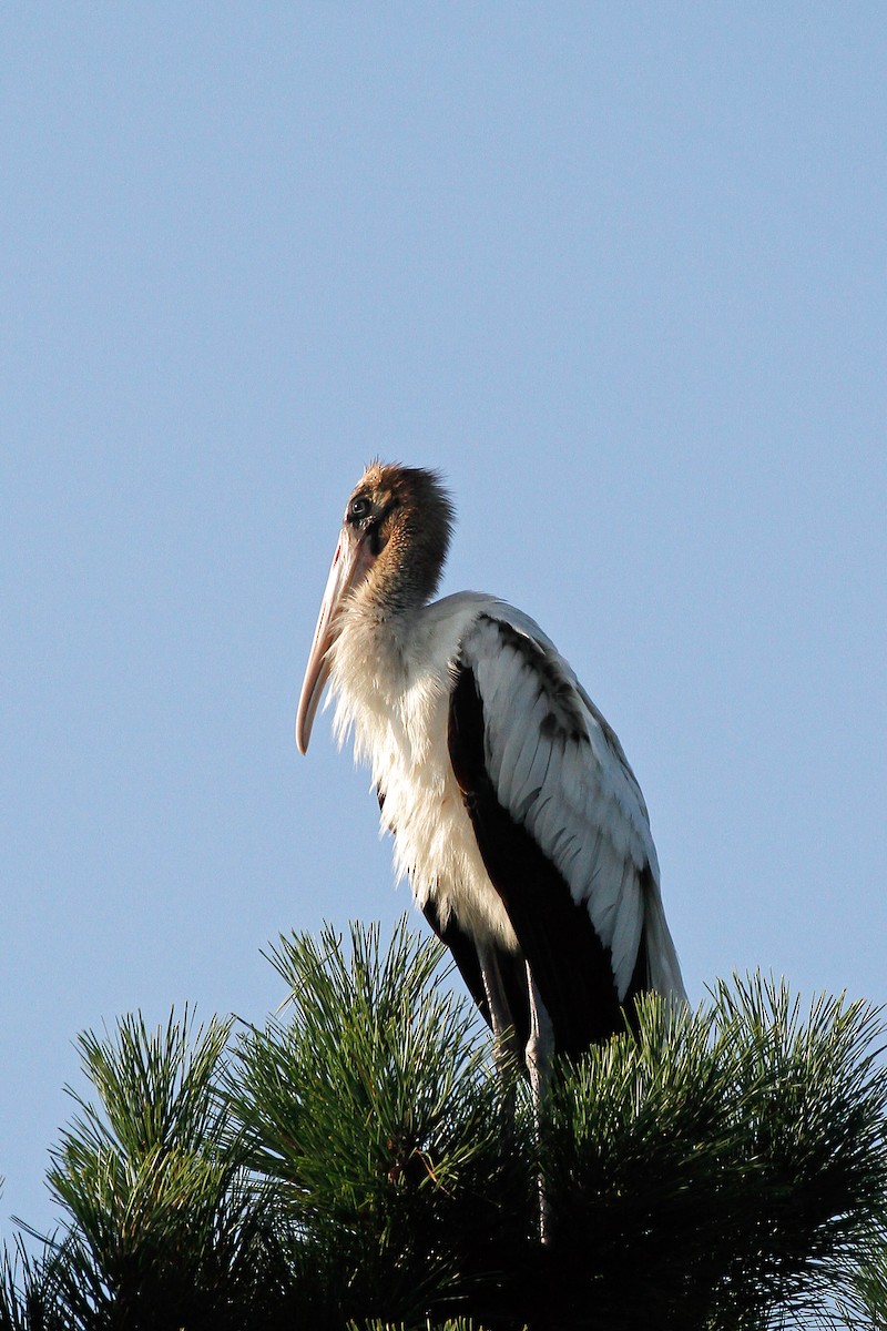 Wood Stork - Linda Widdop