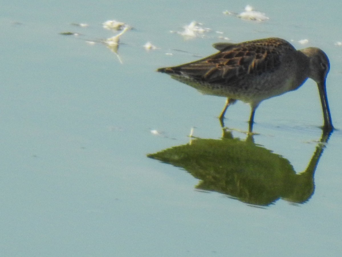 Long-billed Dowitcher - ML69042601
