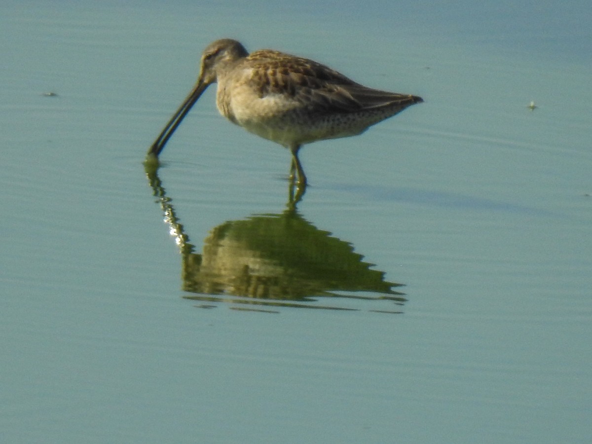 Long-billed Dowitcher - ML69042611