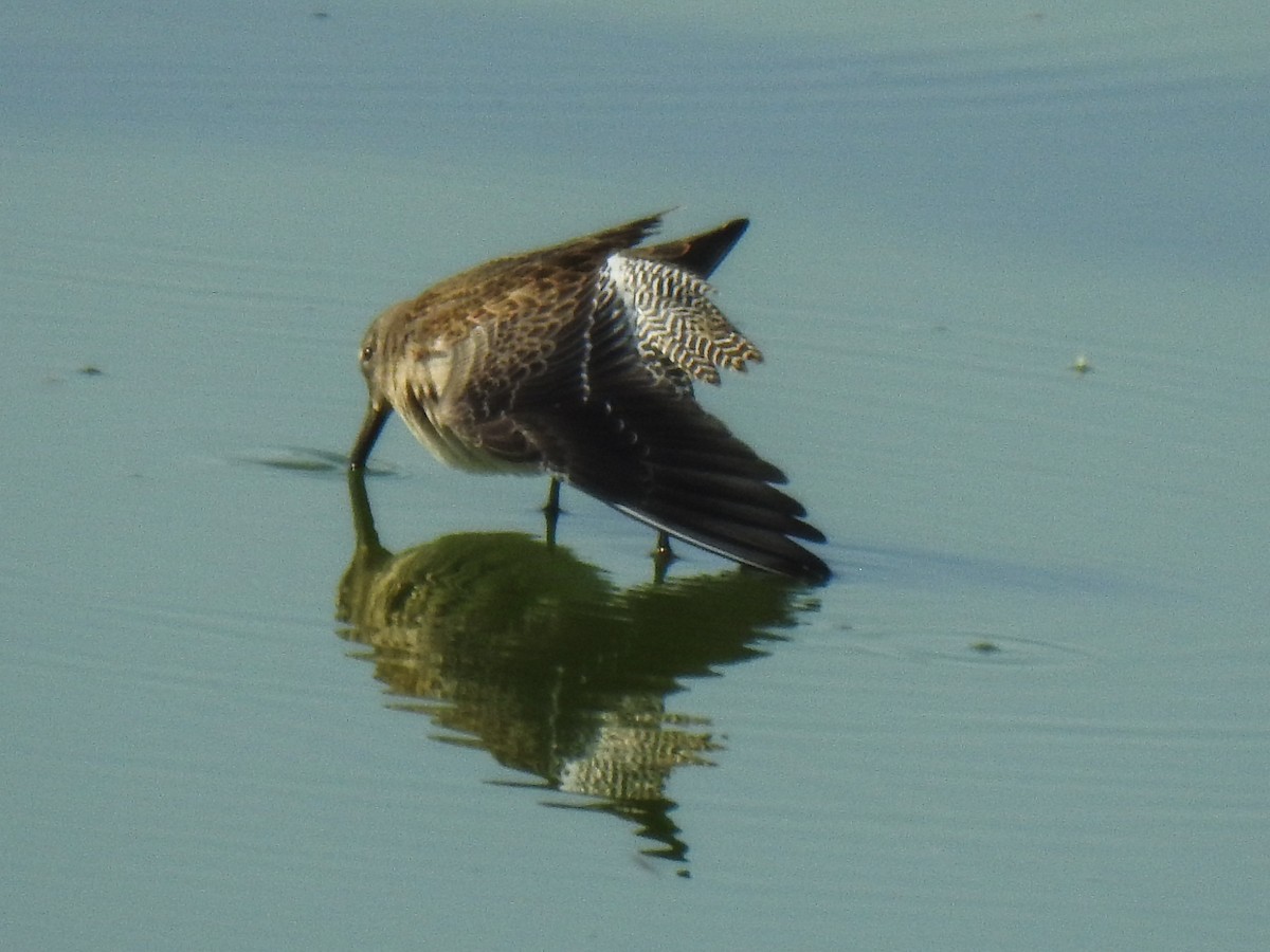 Long-billed Dowitcher - ML69042621
