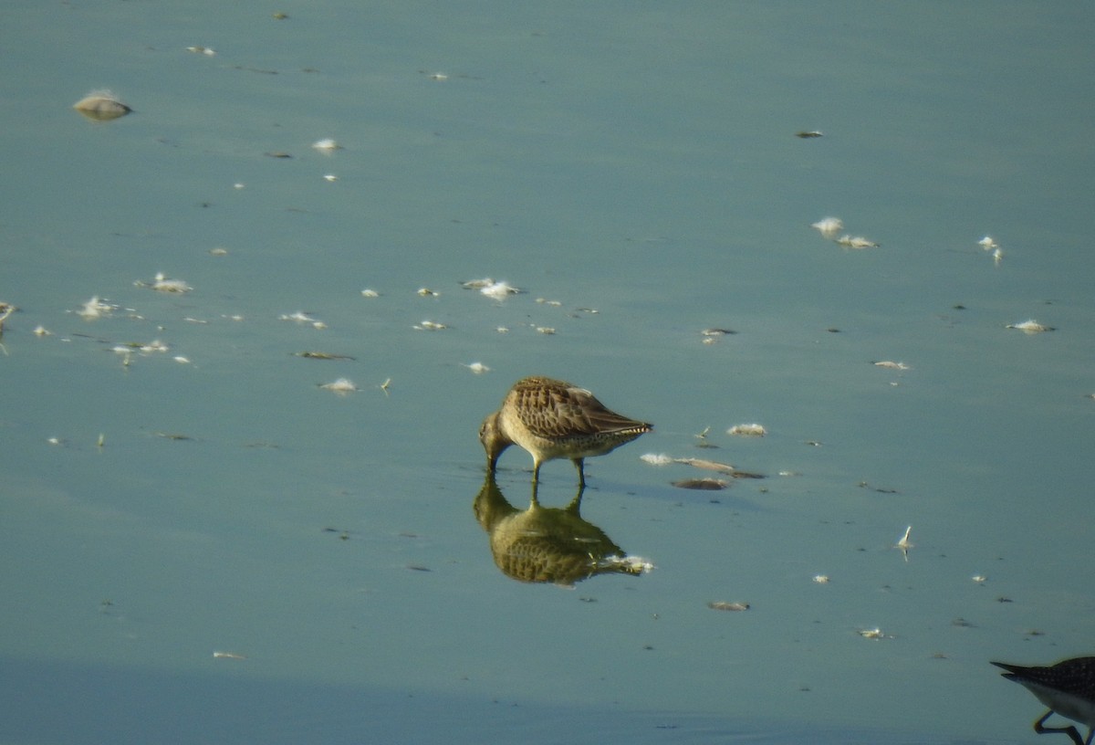 Long-billed Dowitcher - ML69042631
