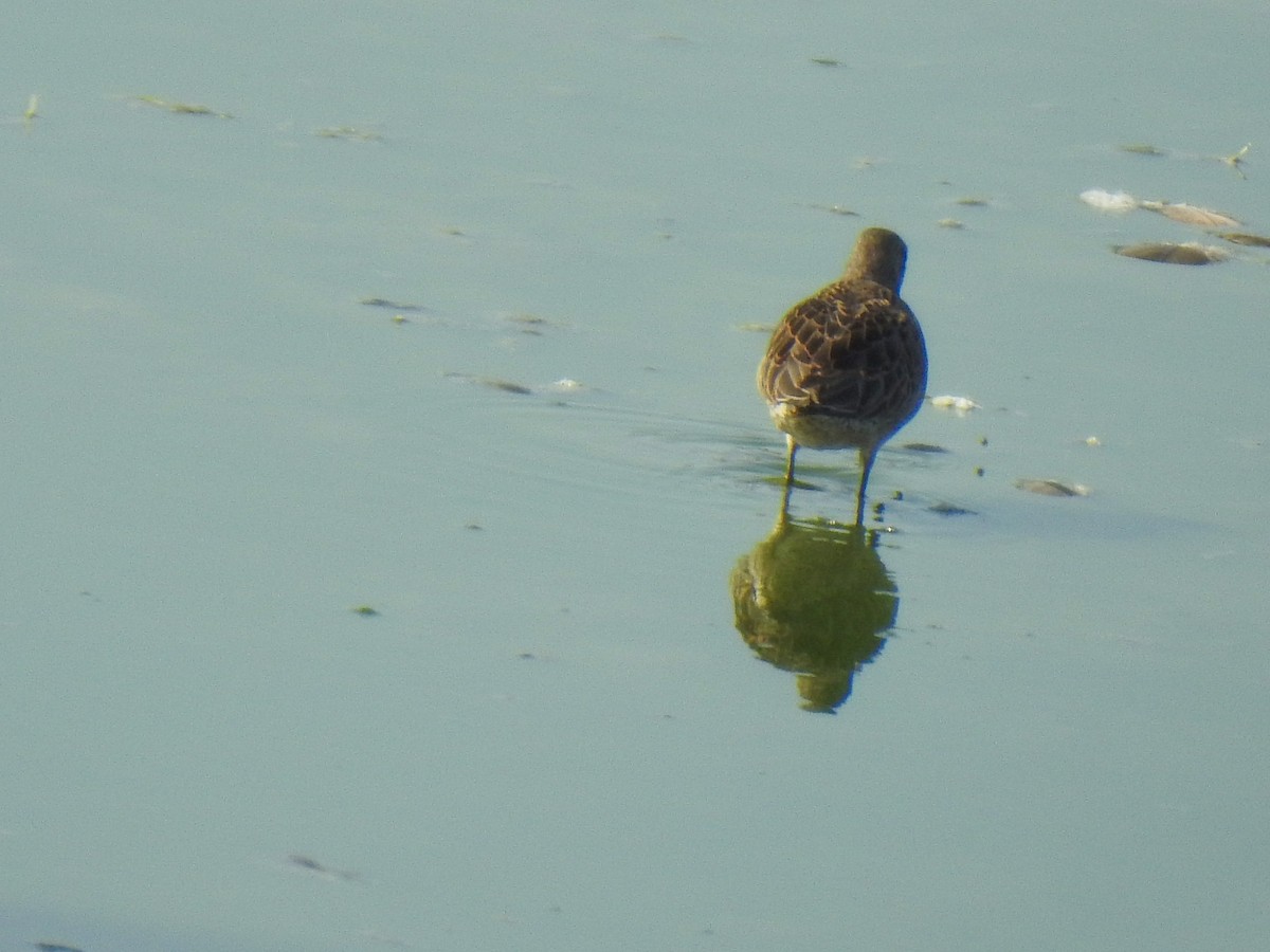 Long-billed Dowitcher - ML69042641