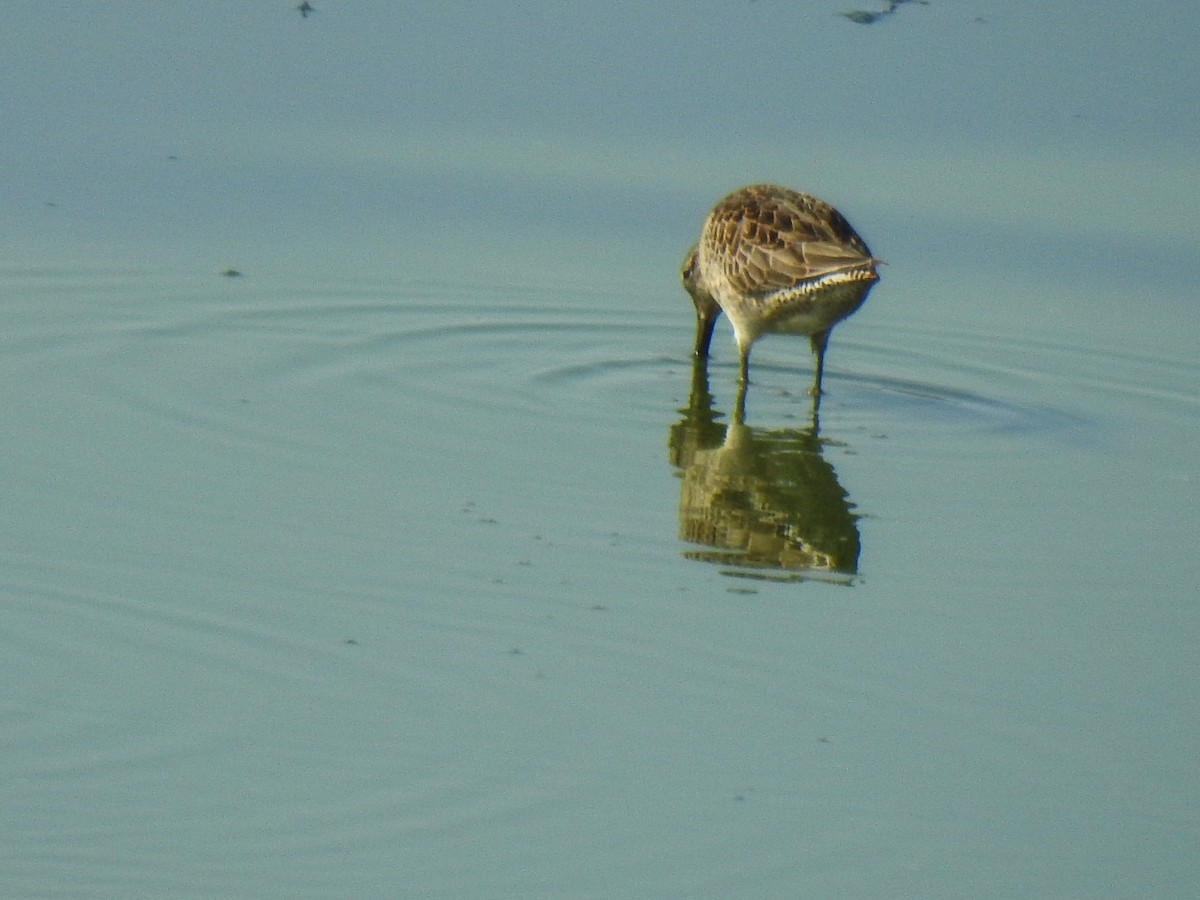 Long-billed Dowitcher - ML69042651