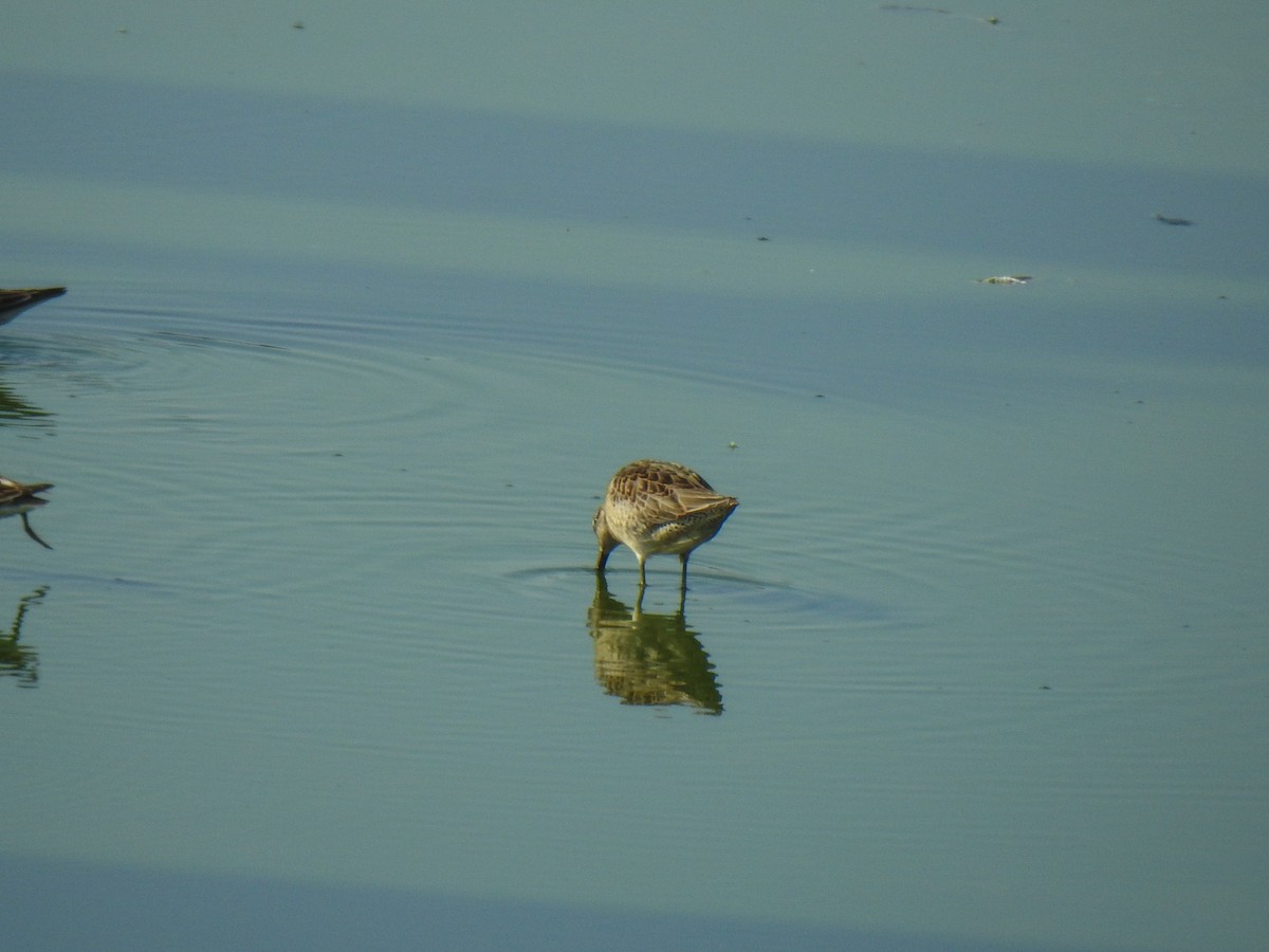 Long-billed Dowitcher - ML69042681