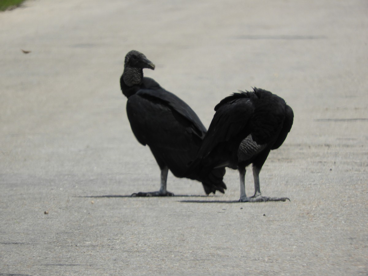 Black Vulture - Luis Trinchan