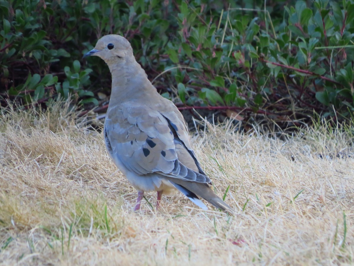 Mourning Dove - Chris Dale