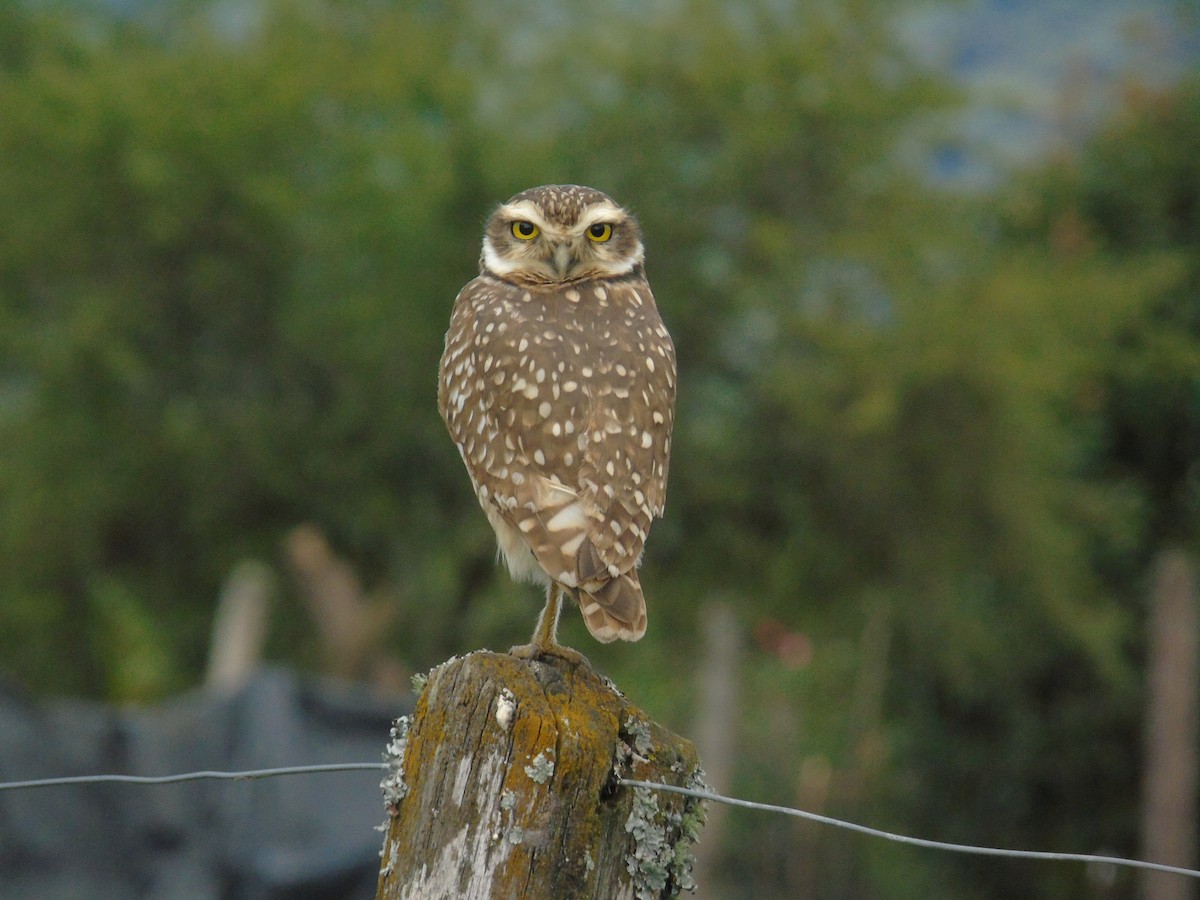 Burrowing Owl - Venecia Herrera