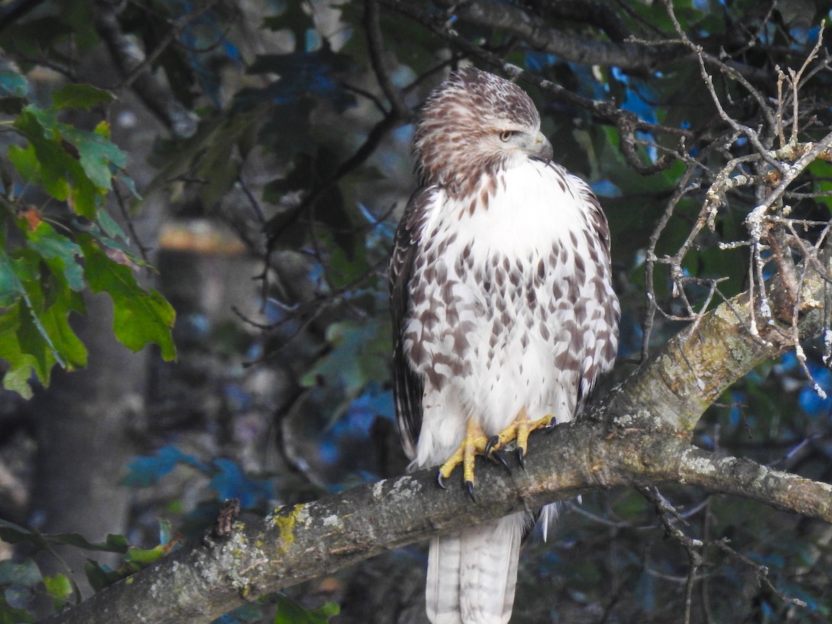 Red-tailed Hawk - ML69045511