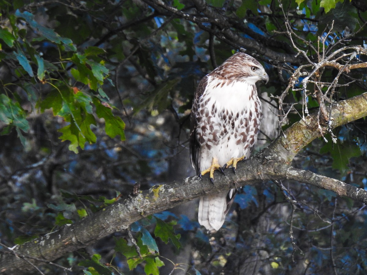 Red-tailed Hawk - ML69045521