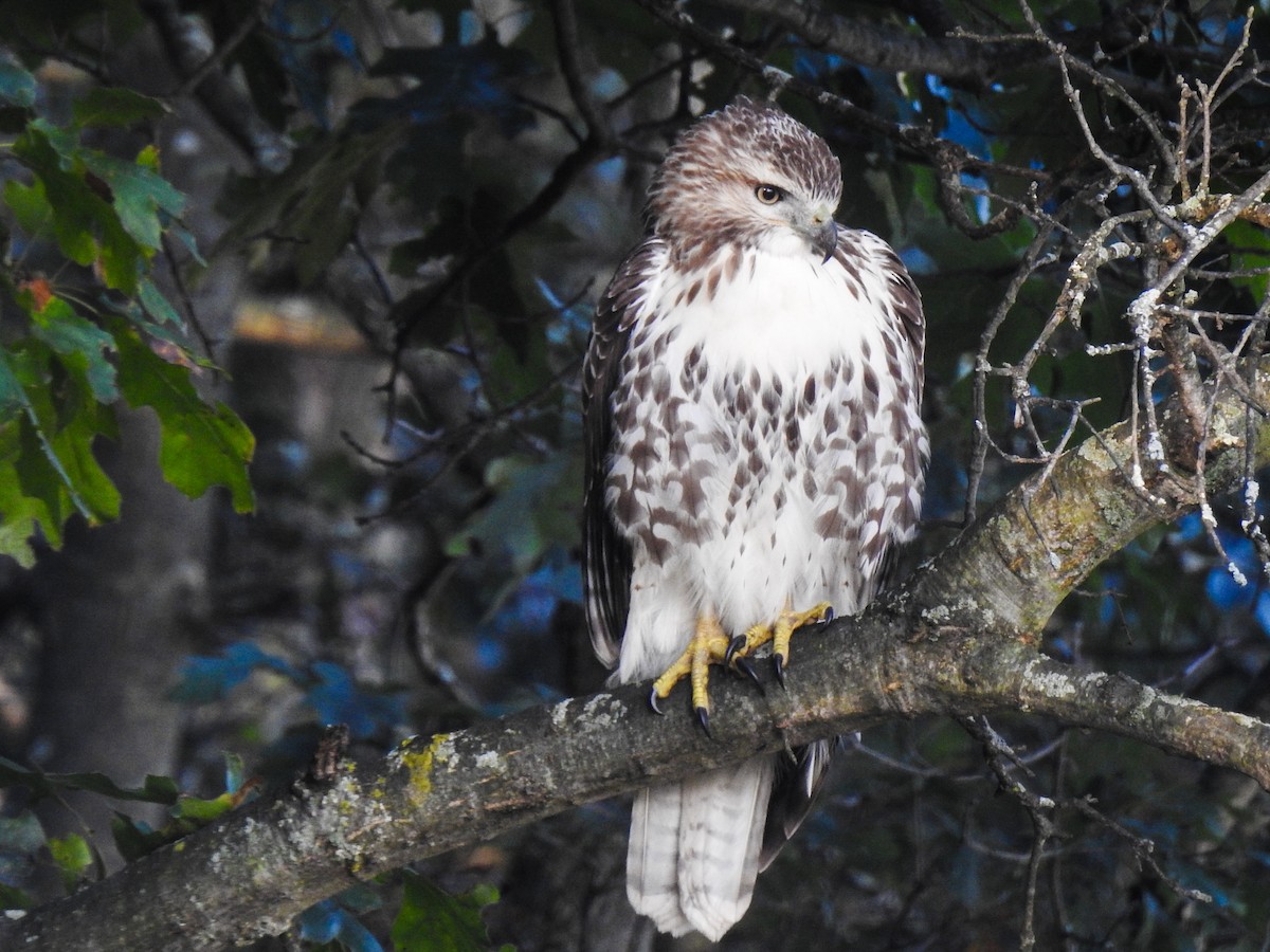 Red-tailed Hawk - ML69045531