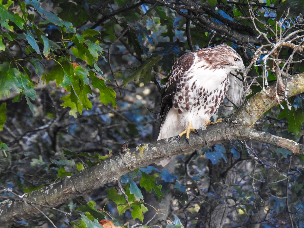 Red-tailed Hawk - ML69045551