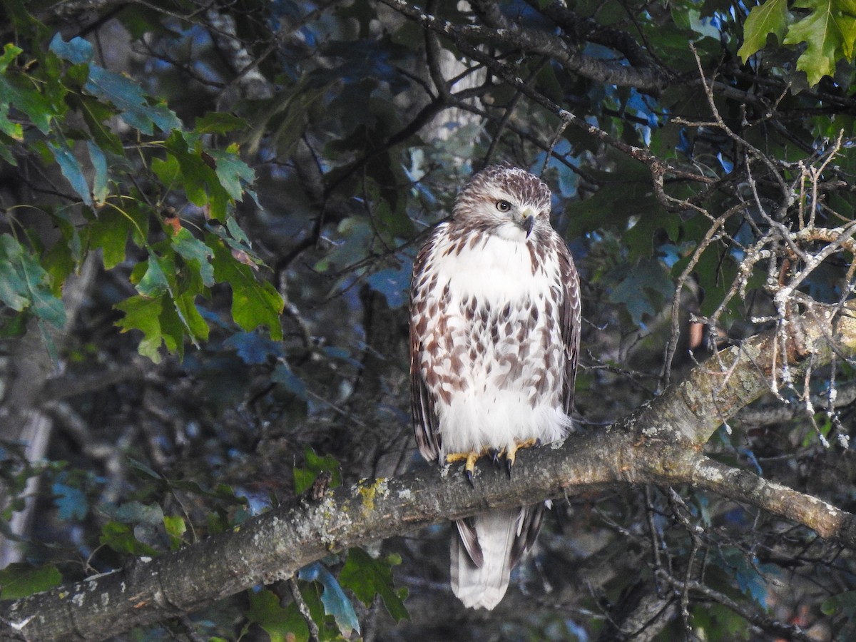 Red-tailed Hawk - ML69045561