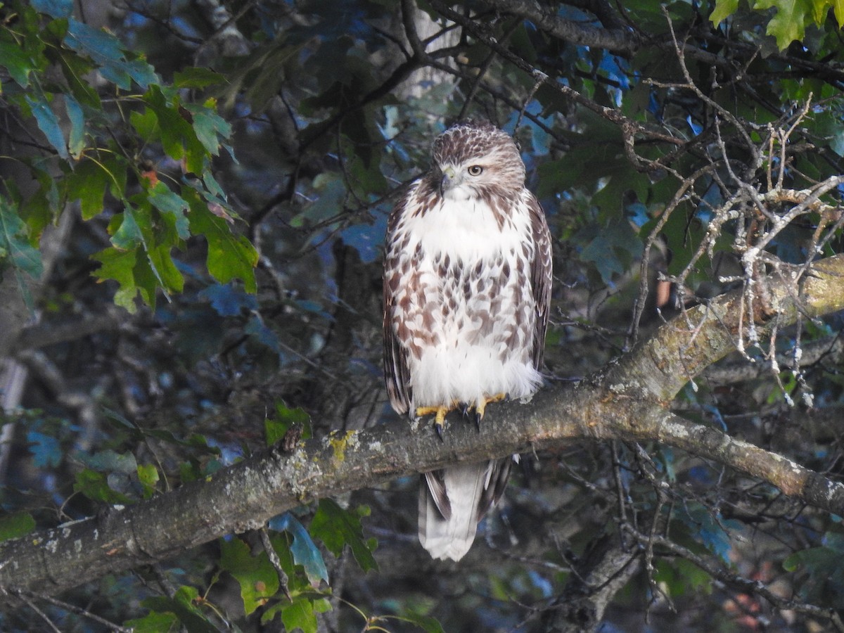 Red-tailed Hawk - ML69045581