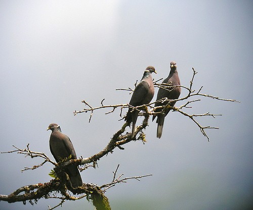 Band-tailed Pigeon - Anthony Collerton