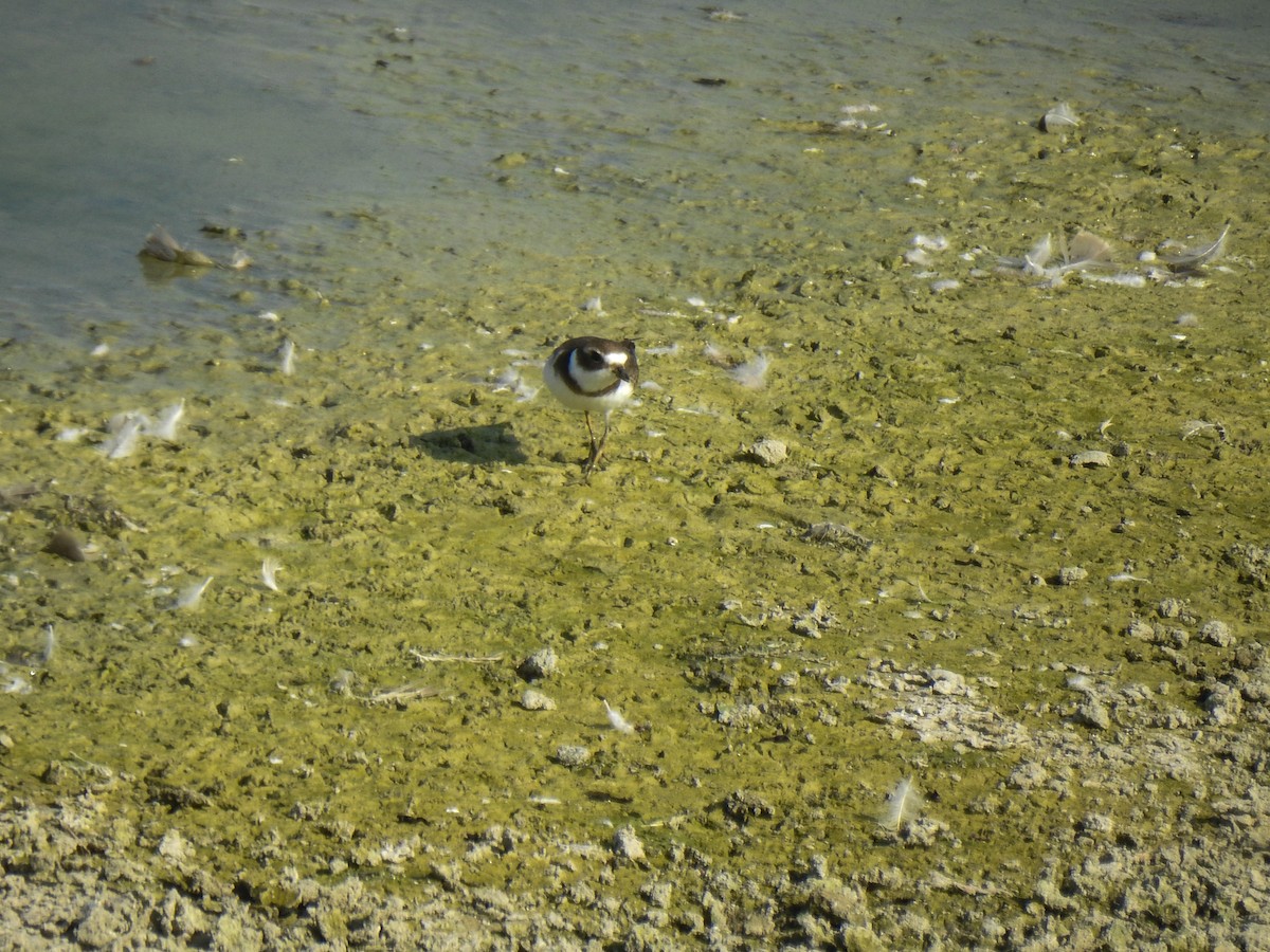 Semipalmated Plover - ML69045971