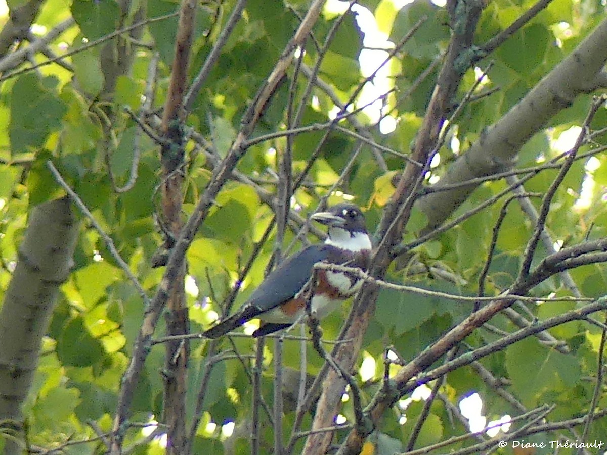 Belted Kingfisher - Diane Thériault