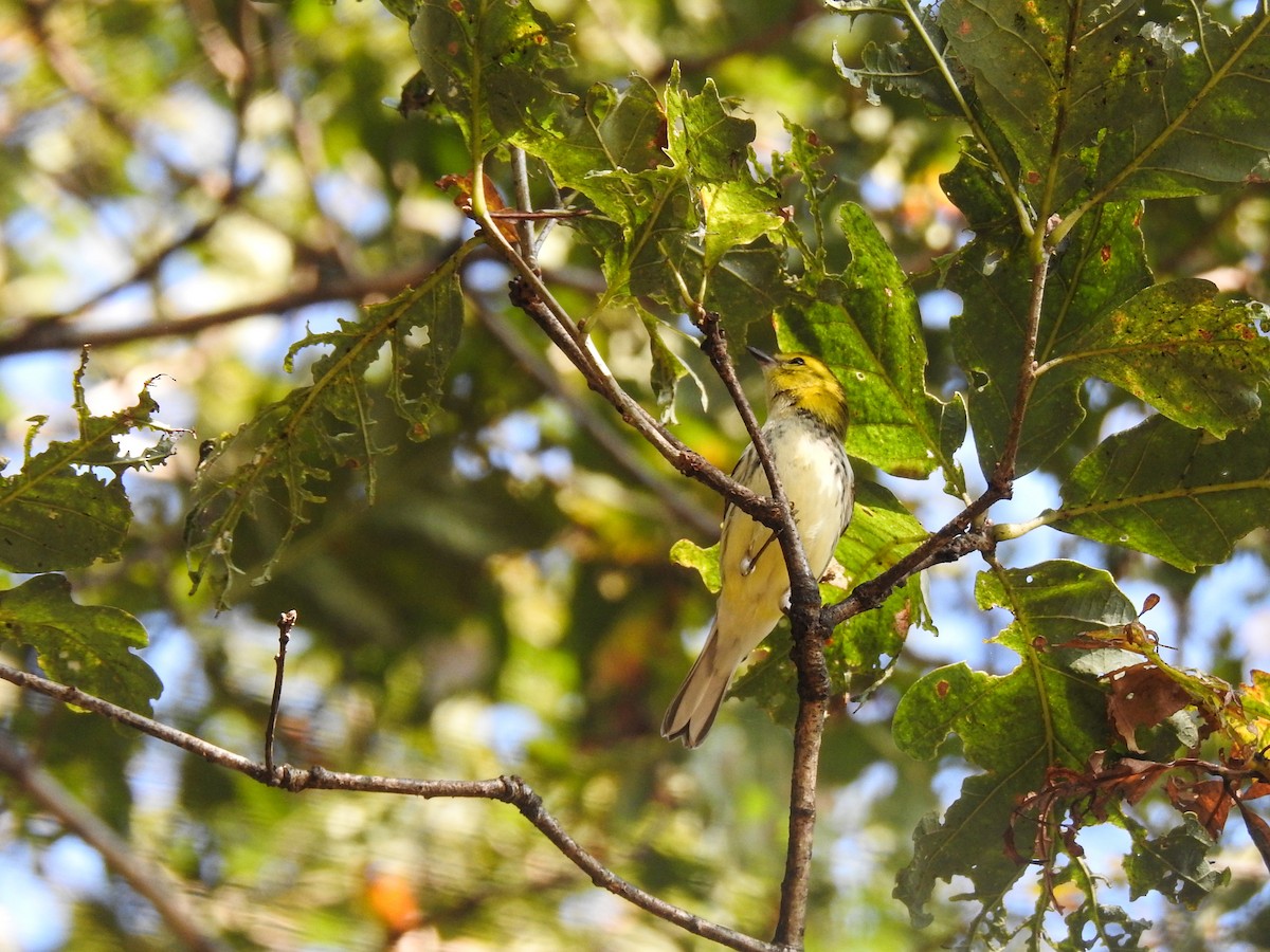 Black-throated Green Warbler - ML69046371