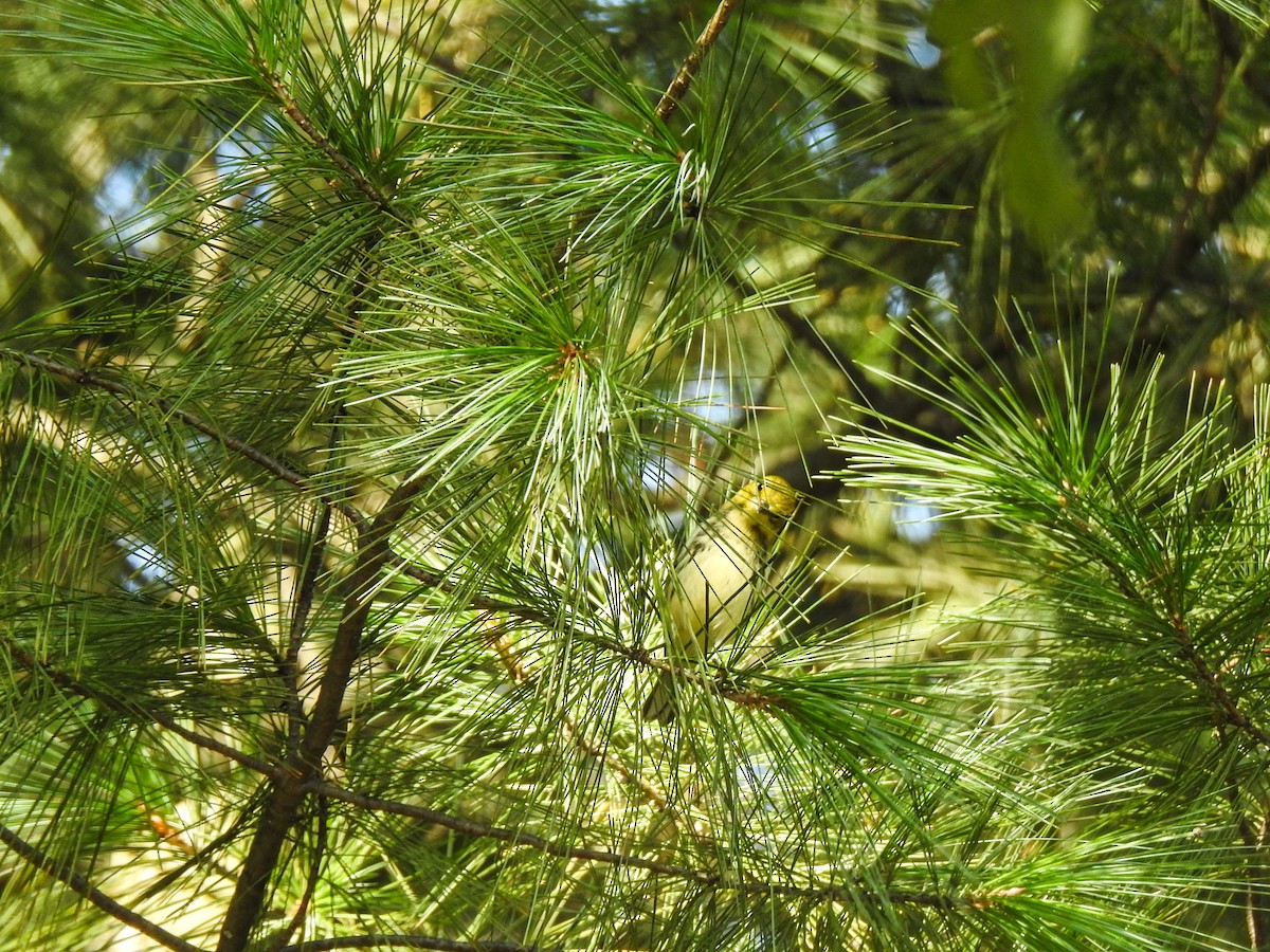 Black-throated Green Warbler - ML69046381