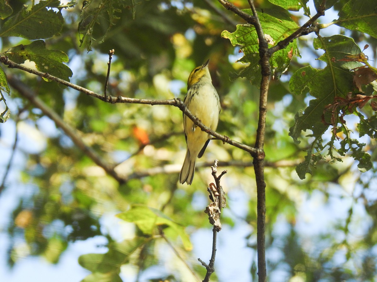 Black-throated Green Warbler - ML69046411