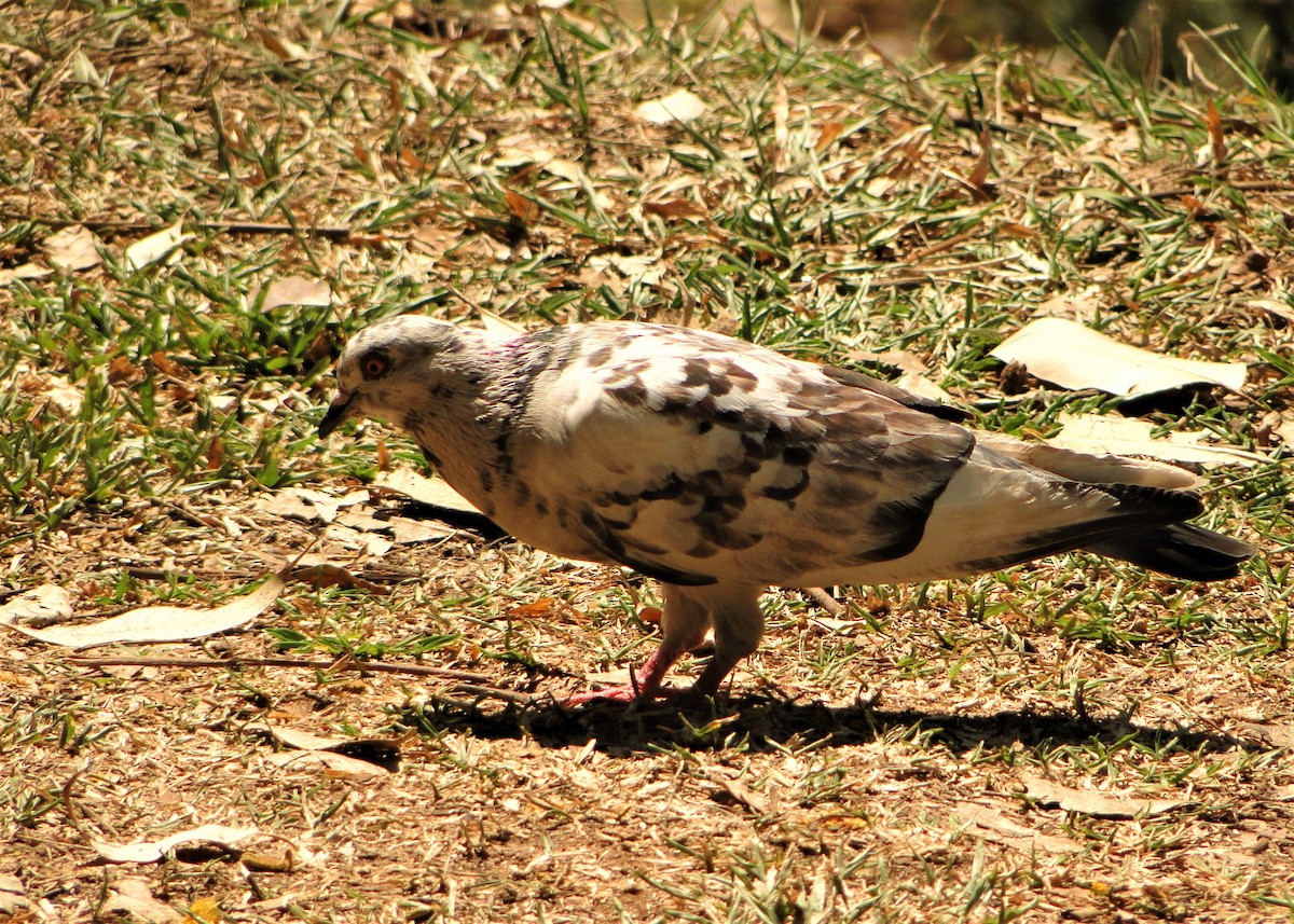 Rock Pigeon (Feral Pigeon) - ML69048081
