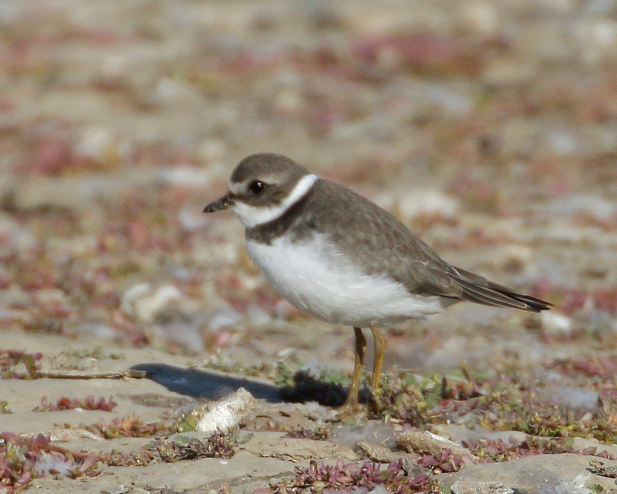 Semipalmated Plover - Keith Carlson